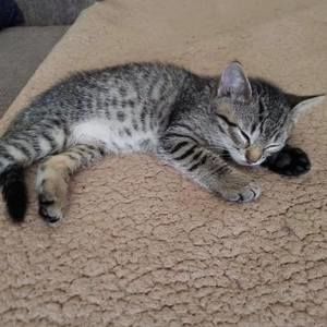 Meet your Posher, Ava